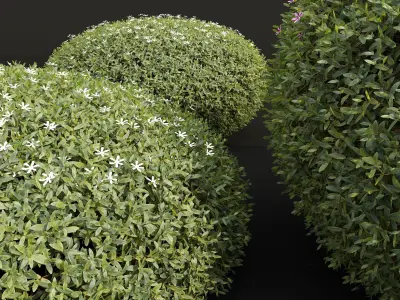 New Plant Cuphea Hookeriana Carthagegenensis Decorative001 Free 3D model