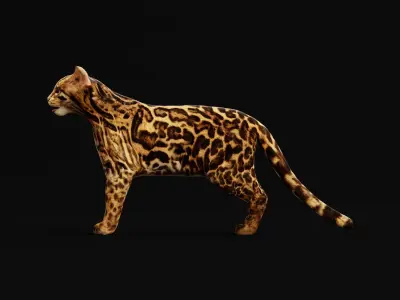 American Margay Wild Cat Low-poly 3D model