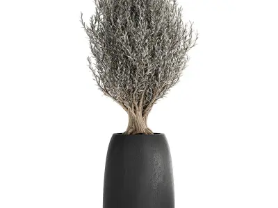 Olive trees in a black flowerpots 809 3D model
