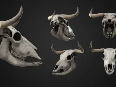 Cow Skull Low-poly 3D model buy