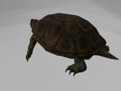 European pond turtle Low-poly 3D model