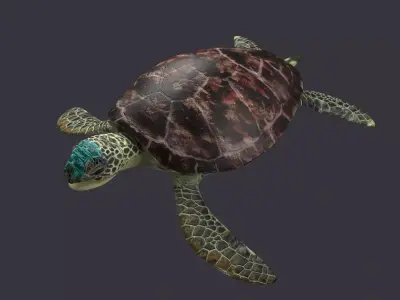 Green Sea turtle sea green pacific asian tropical atlantic 3D model