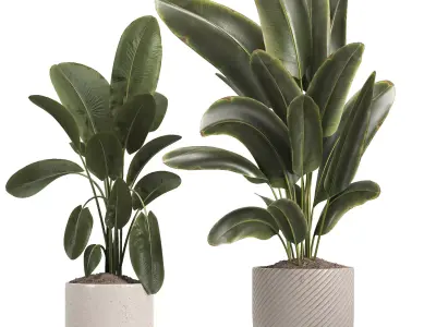 indoor plant 048 3D model