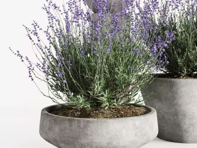 Lavender in Modern Concrete Planters  3D Plant Set 3D model