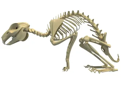 Rabbit Skeleton 3D model