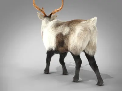 Fur Reindeer Rigged Blender  Low-poly 3D model