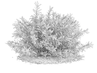 Thin Leaves Sedum Plant Sedum album 3D model