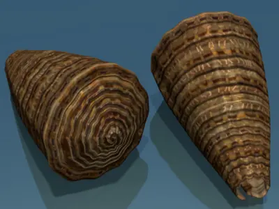 Conus shell low poly Low-poly 3D model