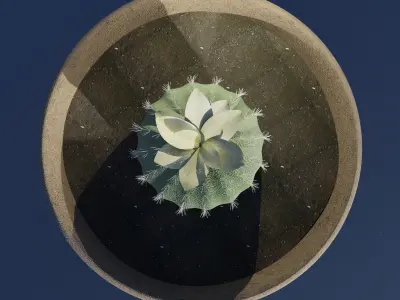 Cactus 3D model purchase