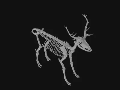 Elk skeleton 3D model