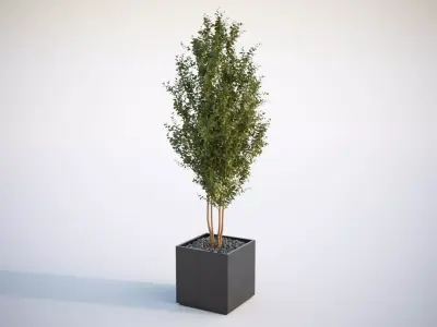 Tall tree in planter 3D model