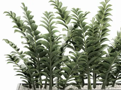 Zamioculcas in pots for the interior 534 3D model