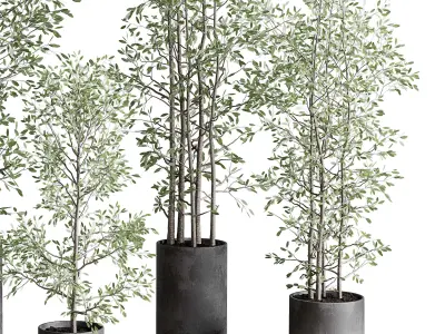 indoor plant set 375 plant tree branch bush concrete dirt vase Low-poly 3D model