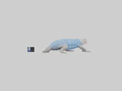 Bluetongue Skink resting model 3D model