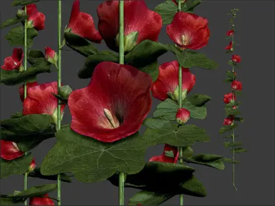 Malva 4 color Low-poly 3D model