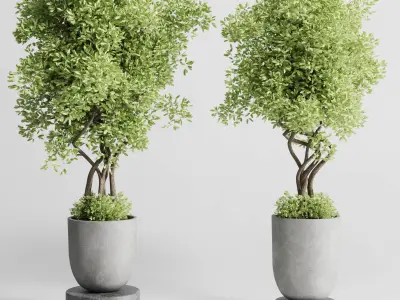 Indoor plant set 303 concrete vase plant tree bush pot Low-poly 3D model