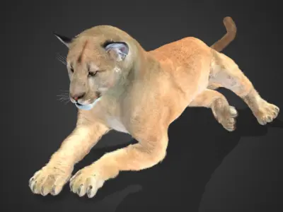 Cougar - Puma Realistic Animated 3D model