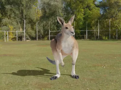 Kangaroo 3D animated 3D model