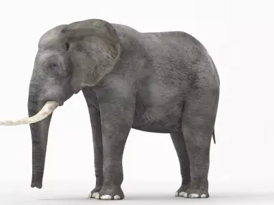 African elephant 3D model Low-poly 3D model