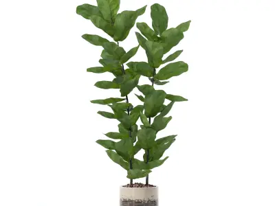 Ficus lyrata in modern flower pot 3D model 2