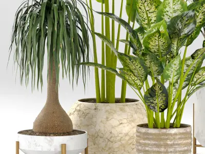 Indoor Tropical Plants Collection 3D model