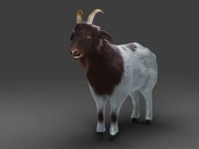 Fur Goat 03 NO Rigged in Blender Low-poly 3D model