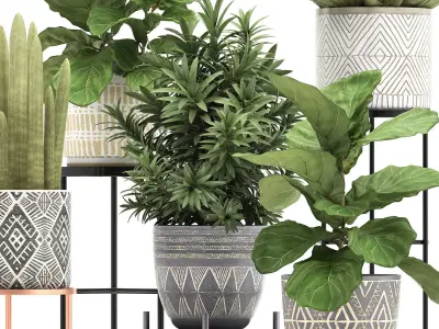 Collection of Exotic plants ficus 343 3D model