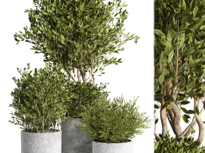 Outdoor plant 09  Low-poly 3D model