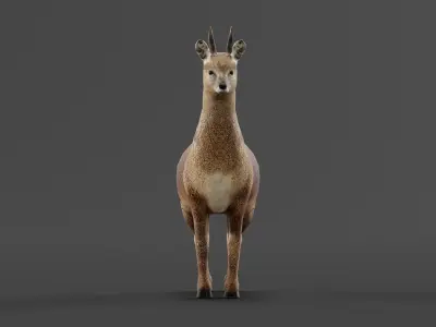 Klipspringer Small Antelope Low-poly 3D model