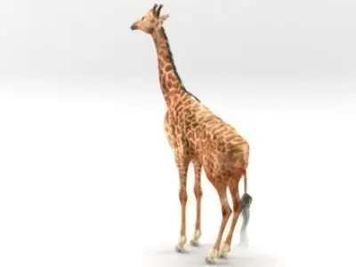 GIRAFFE 3D model 7