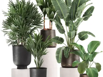 Houseplants in a rust flowerpot for the interior 981 3D model