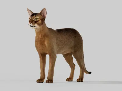 Cat Abyssinian 3D model