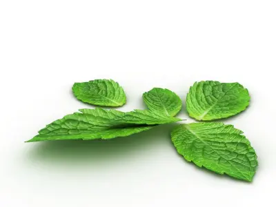 Mint leaf 3D model