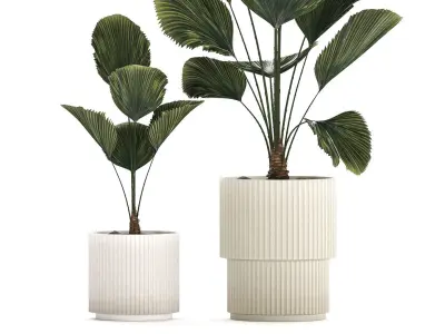 Beautiful licuala palm tree in flower pots for decoration 1270 3D model