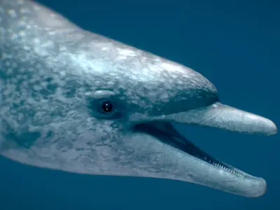 Atlantic Spotted Dolphin 3D model