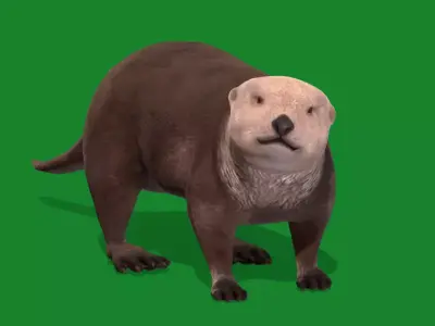Sea Otter Mammal  Low-poly 3D model