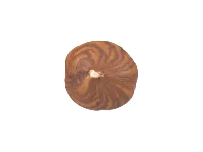 Photorealistic Hazelnut Kernel 3 3D model