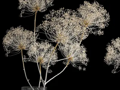Bouquets Of Dried Heracleum Flowers And Decor 3D model