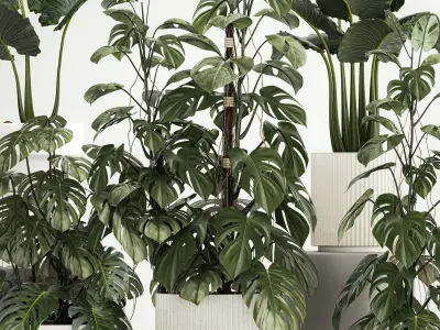 Plants for decoration in pots of monstera and alocasia 1218 3D model