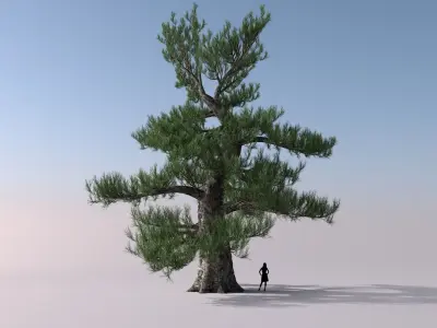 Japanese Pine tree Low-poly 3D model