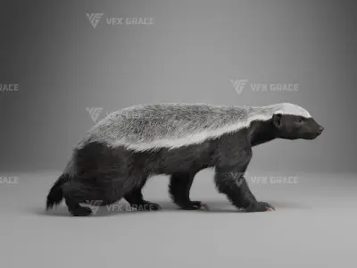 Mellivora Animation - Blender 3D model