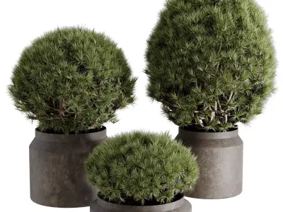  Topiary ball Pine - Outdoor Plants set 238 3D model