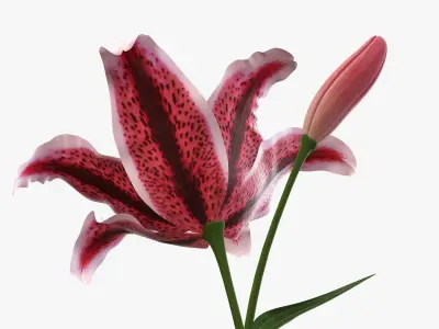 Lily flower red 01 3D model
