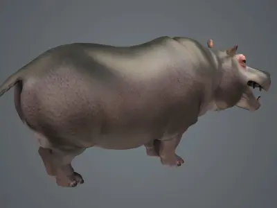 Realistic Hippos African Hippos herbivores African animal 3D model