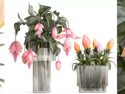 Bouquet of exotic pink flowers with Medinilla bromelia 410 3D model