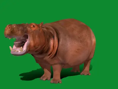 Hippopotamus Amphibius Low-poly 3D model