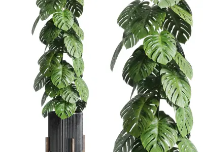 indoor plant ravenala ficus rubbery monstera concrete dirt vase 3D model