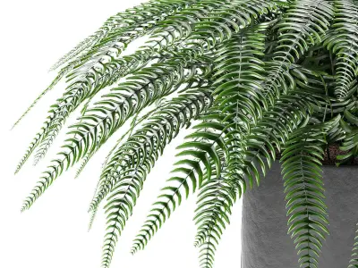 Plant in Pot Flowerpot Exotic Plant  3D model
