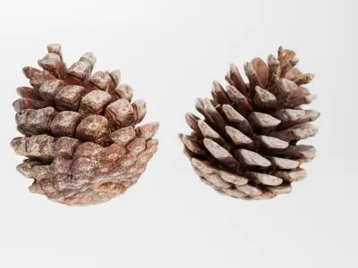 Pinecone - 3D Scan Low-poly 3D model