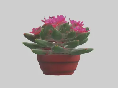 Christmas Cactus Model Low-poly 3D model